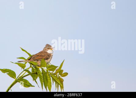 Whitethroat, Wildvogel, sylvia communis, kleiner Vogel auf einem Baum in der Landschaft von Bedfordshire, Großbritannien Stockfoto