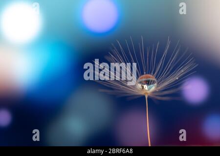 Glänzendes Tau Wasser Tropfen auf Löwenzahn im Bokeh Hintergrund. Nahaufnahme Makro Löwenzahn Samen . Stockfoto