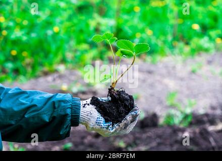 Die Hand des Menschen in Handschuhen hält Erdbeerpflanzen Busch Stockfoto