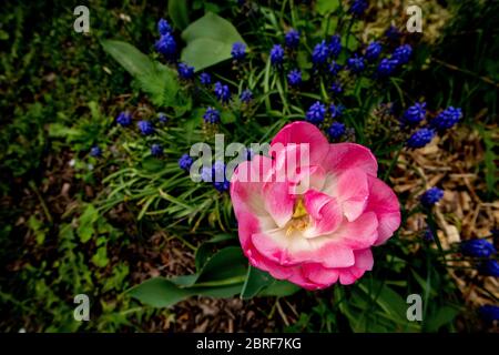 Rosa Frottee Tulpe mit Muscari im Hintergrund. Stockfoto