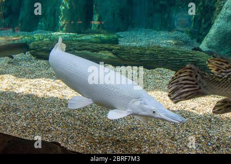 Ein Platin-Alligator gar (Atractosteus spatula) in Wasser. Es ist nicht Albino, weil die Augen schwarz statt rot sind. Stockfoto