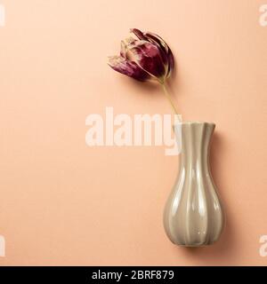 Rote lila trockene Tulpenblume in einer Vase auf rosa beige Hintergrund. Blumenmuster, flaches Lay, Draufsicht, Kopierraum Stockfoto