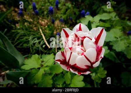 Gestreifte Frotteetulpe mit Muscari im Hintergrund. Stockfoto