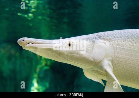 Ein Platin-Alligator gar (Atractosteus spatula) in Wasser. Es ist nicht Albino, weil die Augen schwarz statt rot sind. Stockfoto