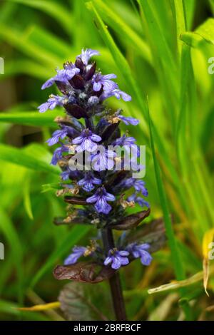 Die pyramidenförmige Bugle ist eine Blume von gut durchlässigen Hangböden und sehr lokalisiert in seiner Verbreitung. Stockfoto