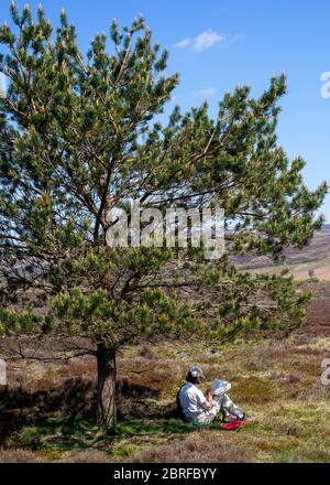 Unter einem isolierten Baum im Goathland Moor, North York Moors National Park, Yorkshire, Großbritannien Stockfoto