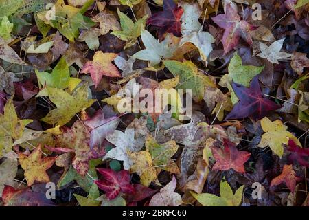 Ahorn (Acer sp.) Blätter im Herbst. Surrey, Großbritannien Stockfoto