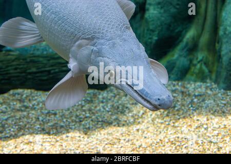 Ein Platin-Alligator gar (Atractosteus spatula) in Wasser. Es ist nicht Albino, weil die Augen schwarz statt rot sind. Stockfoto