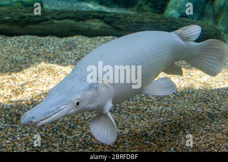 Ein Platin-Alligator gar (Atractosteus spatula) in Wasser. Es ist nicht Albino, weil die Augen schwarz statt rot sind. Stockfoto