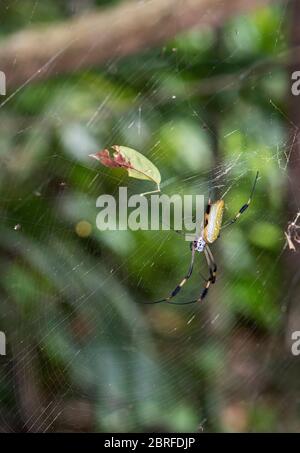 Goldene Kugel Spinne: Nephila clavipes. Costa Rica. Stockfoto