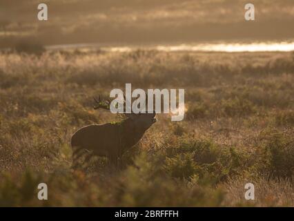 Rothirsch: Cervus elaphus. Hirsch in der Brunftzeit. Surrey, Großbritannien. Stockfoto