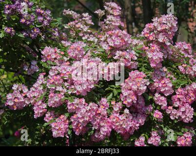 Blumen der Ballerina Rose Stockfoto
