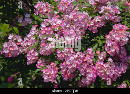 Blumen der Ballerina Rose Stockfoto