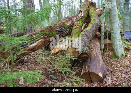Gefällte Bäume in einem Stapel, Protokolle von gefällten Baumstämme Stockfoto