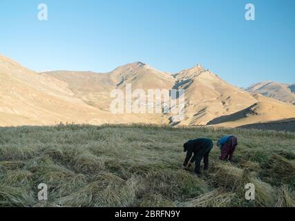 Ehemann und Ehefrau Team Ernte Feld von Weizen mit Gipfeln des Himalaya als Hintergrund unter blauem Himmel, Chichum, Indien. Stockfoto