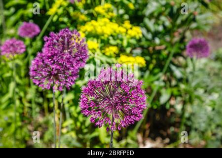 Kugelförmige, runde Köpfe aus purpurem Allium Hollandicum, die im Frühjahr in einem Garten in Surrey, Südostengland, blühen Stockfoto