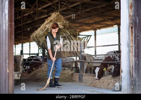 Frau Arbeiter auf Tagebuchfarm, Landwirtschaft. Stockfoto