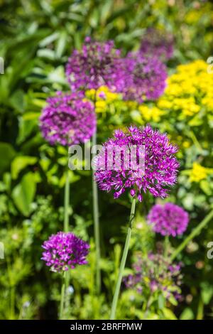 Kugelförmige, runde Köpfe aus purpurem Allium Hollandicum, die im Frühjahr in einem Garten in Surrey, Südostengland, blühen Stockfoto