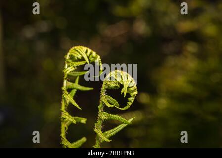 Nahaufnahme von sich entrollenden Farnen (Polypodiopsida oder Polypodiophyta), die im Frühjahr in Surrey, Südostengland, in einem Garten wachsen Stockfoto