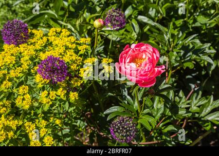 Nahaufnahme von halb-Doppel, lachsrosa Pfingstrose Coral Charm blüht im späten Frühjahr bis Frühsommer in einem Garten ist Surrey, Südosten Englands Stockfoto