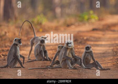 Eine Gruppe Langur-Affen auf der Schlammstraße in Kabini (Nagarhole National Park, Karnataka, Indien) Stockfoto