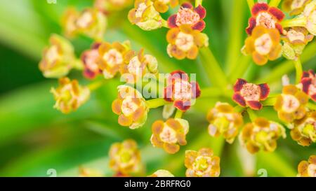 Ein Makrofoto einer honigverschüchhenden Buschblüte. Stockfoto