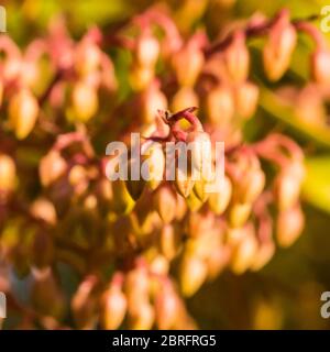 Eine Makroaufnahme der Blütenknospen eines Waldes Flamme Bush. Stockfoto