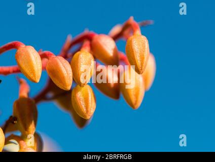 Eine Makroaufnahme von einigen Wald Flamme bush Blütenknospen. Stockfoto