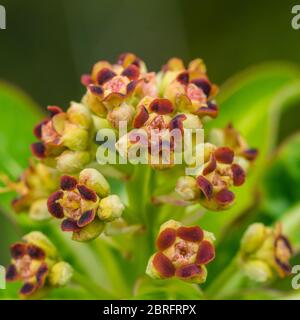 Ein Makrofoto der Blüte eines Honigrauschbusches. Stockfoto