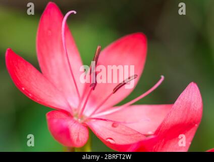 Eine Makroaufnahme einer rosa River Lily Bloom. Stockfoto