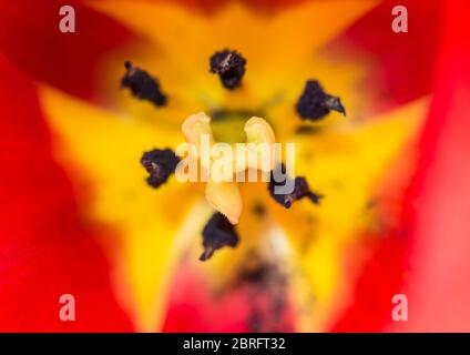 Ein Makroschuss aus dem Zentrum einer roten Tulpenblüte. Stockfoto