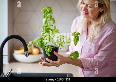 Porträt einer älteren Frau, die Kräuter zuhause wässern kann. Stockfoto