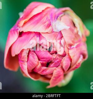 Eine Makroaufnahme einer Tulpenkupferbild-Blüte. Stockfoto