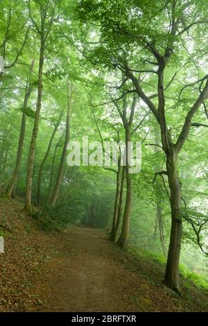 Buchen in einem Morgennebel im Mendip Lodge Wood an den nördlichen Hängen der Mendip Hills National Landscape, North Somerset, England. Stockfoto