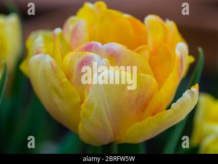 Ein Makrofoto einer Tulpenfüßigen Füchseltrab-Blüte. Stockfoto