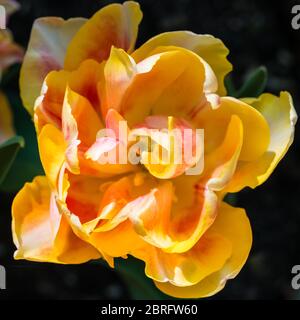 Ein Makrofoto von Tulpe Foxy Foxtrot. Stockfoto
