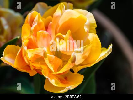 Ein Makrofoto von Tulpe Foxy Foxtrot. Stockfoto