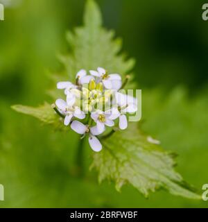Ein Makrofoto der weißen Knoblauchsenfblüte. Stockfoto