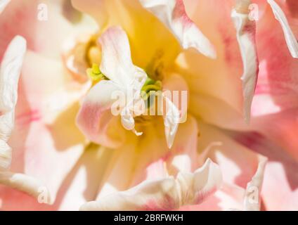 Eine Makroaufnahme einer alternden Tulpe, einer stockfleckigen Foxtrott-Blüte. Stockfoto