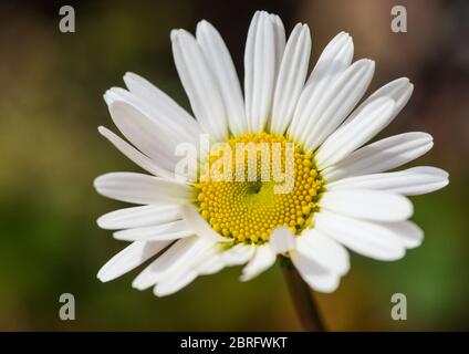 Eine Makroaufnahme eines oxeye Daisy blühen. Stockfoto