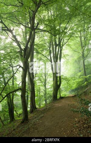 Buchen in einem Morgennebel im Mendip Lodge Wood an den nördlichen Hängen der Mendip Hills National Landscape, North Somerset, England. Stockfoto