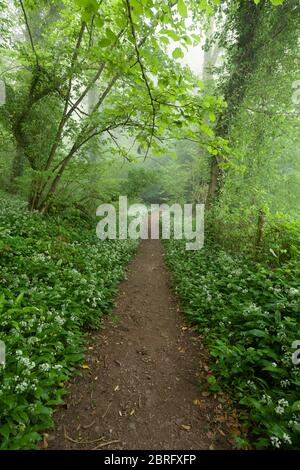 Ein Weg durch Ramsons (Allium ursinum) oder Wild Knoblauch in Blume im Mendip Lodge Wood in der Mendip Hills National Landscape, North Somerset, England. Stockfoto