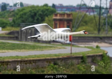 Stummer Schwan, der über dem Wasserreservoir der Walthamstow Wetlands, London, England, Großbritannien, fliegt Stockfoto