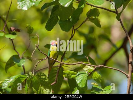 Ein männlicher Plum-Kopf-Sittich - fotografiert im Corbett National Park (Indien) Stockfoto