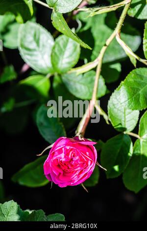 Gertrude Jekyll Rose Stockfoto