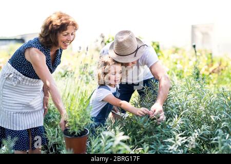 Ältere Großeltern und Enkelin im Garten im Garten. Stockfoto