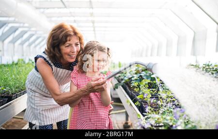 Kleines Mädchen mit älterer Großmutter, die Pflanzen im Gewächshaus wässern. Stockfoto