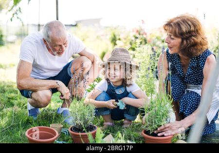 Ältere Großeltern und Enkelin im Garten im Garten. Stockfoto