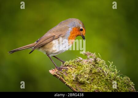 Robin auf einem Ast Stockfoto