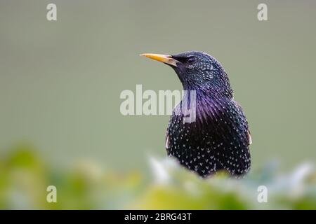Schöner, farbiger Stern Stockfoto